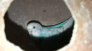 Breeding prosess may 3/05/2024 #breedingbirds #lovebirds #budgies