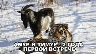 АМУР И ТИМУР - 2 ГОДА ПЕРВОЙ ВСТРЕЧЕ