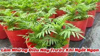 Làm Những Điều Này Trước Khi Ngắt Ngọn Hoa Vạn Thọ | Trồng Hoa Vạn Thọ Tết 2026