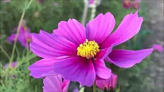 【兵庫県尼崎市】【おでかけ】秋の花の代表！尼崎髭の渡しのコスモス園を見てきた【山陽新幹線】【飛行機】