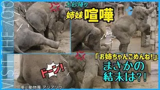 【うらら】ドツキ炸裂からの姉妹愛傷心の姉に子象が取った可愛い過ぎる行動 #うらら #アジアゾウ #東山動物園