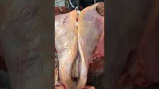 Cow's brisket meat processing skills.