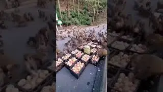 💖💖 monkey attack on fruit💖💖 #short