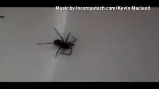False widow spider bites: What you need to know