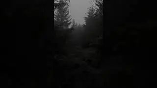 🖤✨#aestheticshorts #darkaesthetic #AtmosphericVideo #ForestsMatter