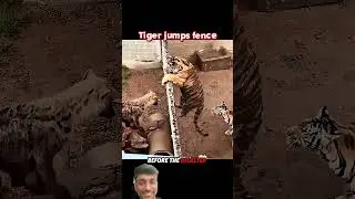 🐅✅ #reels #lion #subscribe #animals #shorts #viral #viralshorts #shortsvideo #video #music