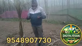पॉपुलर को जंगली जानवरों से बचाने के आसान तरीके.  #kisan #PopularPost #farming #popular #viralvideo 