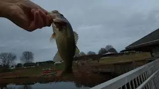 Lake Fairfax bass fishing at dusk.