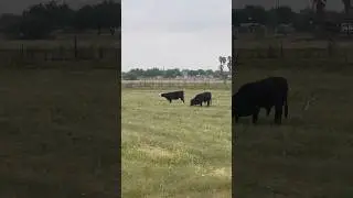 Skinwalker Screams 🐄
