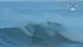 SurfCHECK North Shore  - LIVE