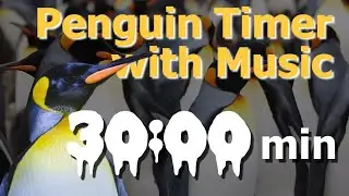 Penguin Countdown: 30-Minute Arctic Timer with Funky Music