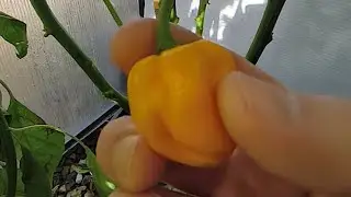 7 Pot Brainstrain yellow harvest 🔥🔥🥵🥵#gardening #chillipete #chilli #plant