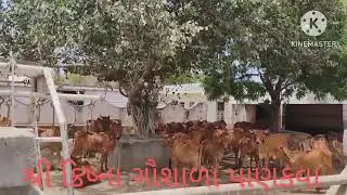Foggar system ll Gujarat cow coling water system ll junagadh ll fogar system ll  Animals ac ll