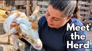 Meet the Herd: Introducing Our Goats!