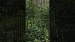 KMS&eacute;cur KMCC ALK (with secomak gp3 sound) fast wail, alert