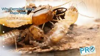 Guaranteed Termite Protection Services in Melbourne