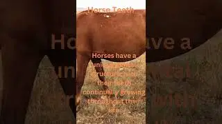 Horse Teeth Facts Part 8  #horse #facts #horselover