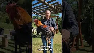 GALINHA caipira Bal&atilde;o Sertaneja de Baixa Grande #galinha #galo #galinhabalao #galinhagsb #aves