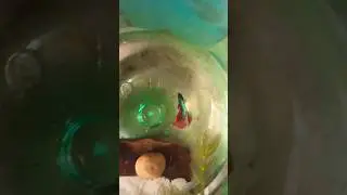 #bettafish breeding #tips #like #fish #Fighter fish #video #shorts #SUBSCRIBE MY CHANNEL #please