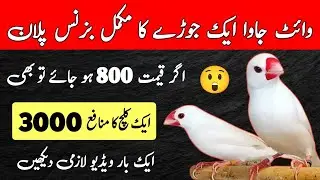 White Java One Pair Feasibility Report 2025 | Java Sparrow Business Plan 2025 | Mini Zoo
