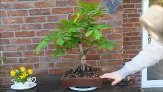 Aesculus hippocastanum Bonsai defoliation | April 2020