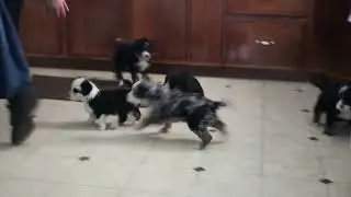 Bernedoodle Puppies For Sale