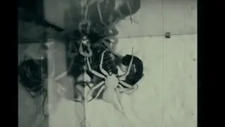 six eyed sand spider vs fat tailed scorpion W beat i wrote messing with drum synth.
