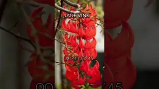 #jade #jadevine #flowergarden #plantsonlinesale #mansoon @greentomorrowbyarun