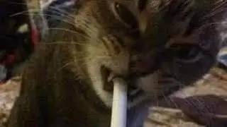 zxkado - F*ck Queen Elizabeth (TikTok)🚬 full song
