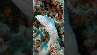 eel |sealife inhd view|