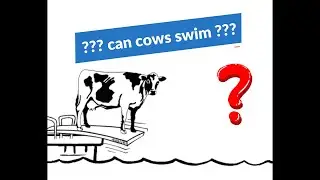 Can cows swim ??? | Wisetech MEP