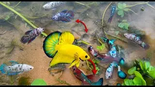 Incredible Betta Fish Catching in a Whirlpool &ndash; You Won&rsquo;t Believe We Caught So Many Betta Fish Here!