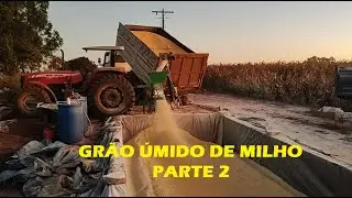 🌽🌽PROCESSAMENTO DE GRÃO ÚMIDO - PARTE 2/4🌽🌽