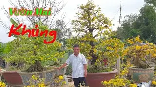 Vườn Mai Bonsai Khủng Độc Nhất Ở An Nhơn Bình Định ( Nghệ Nhân Nguyễn Xuân Hà )