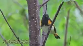 American Redstart in Maine