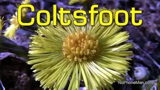 Coltsfoot (Tussilago Farfara) - Health Benefits and Uses of This Medicinal Herb