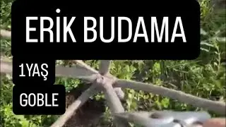 ERİK BUDAMA (1 Yaşında Goble)