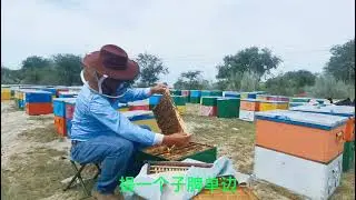 如何培育蜂王？老蜂农教你一招核心技巧，保证100%成功 #养蜂人 #养蜂 #农村 #农村生活