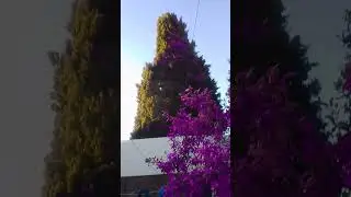 todo lo que es verde lo convierte en violeta