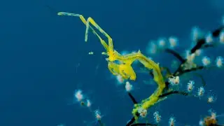 Bali underwater marvels