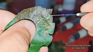 Larval bioassay test of insecticide.#Share