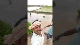 Today, they are planting rice seedlings in the paddy fields on our farm.#villageanju