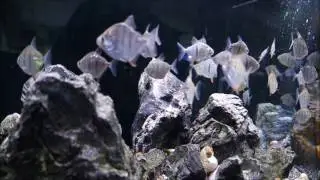 Silver Dollars (Metynnis fasciatus & Myleus schomburgkii) @ Aquatic Design Centre - London