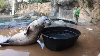 Harbor Seal Plays In A Big Tub