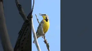 Hear the Western Meadowlark Calls!