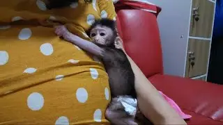 Newcomer Newborn Baby Monkey Changing Diapers