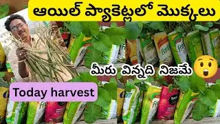 ఆయిల్ కవర్లో మొక్కలు, మీరు విన్నది నిజమే #@AadiLakshmiTerraceGarden #oil cover lo plants