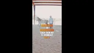 Teach Your Horse to Stay Calm When Everything Gets Noisy