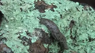 Invertebrates of the mountainside forest