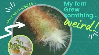 My Blue Star Fern Is Growing Hairy Legs... #shorts